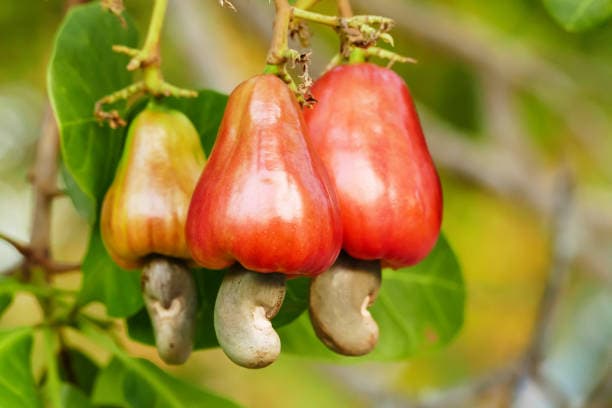 Nigeria Raw Cashews