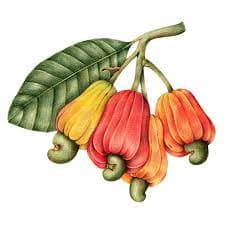 Benin Raw Cashew Nuts 4