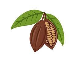 Cocoa Beans 2