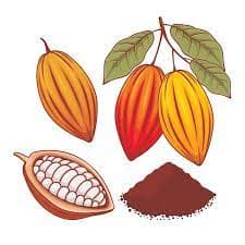 Cocoa Beans 3
