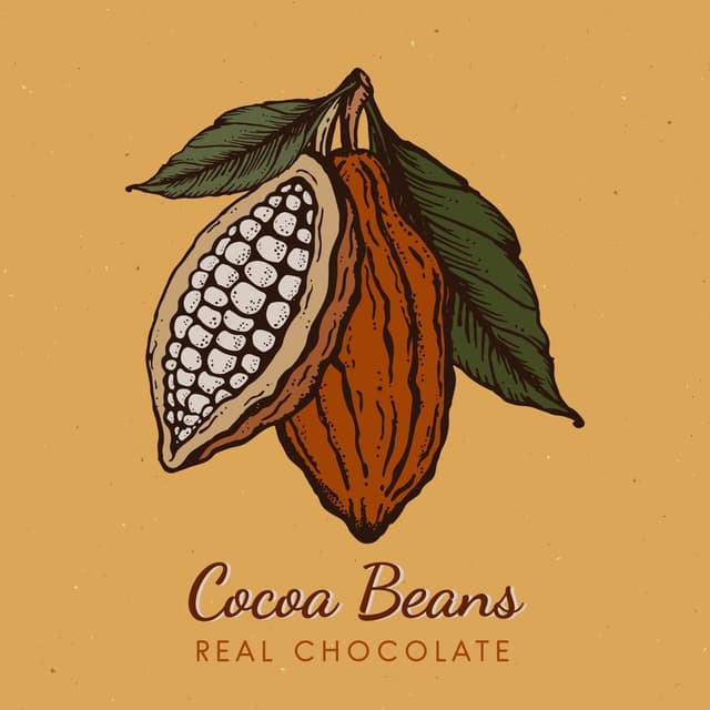 Cocoa Beans 1