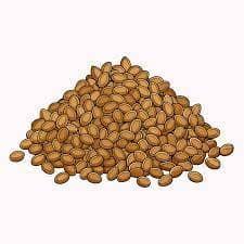 Coriander Seeds 2