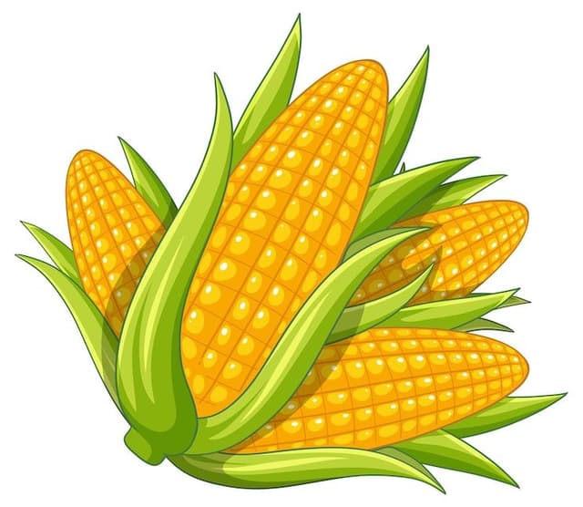 Maize 4