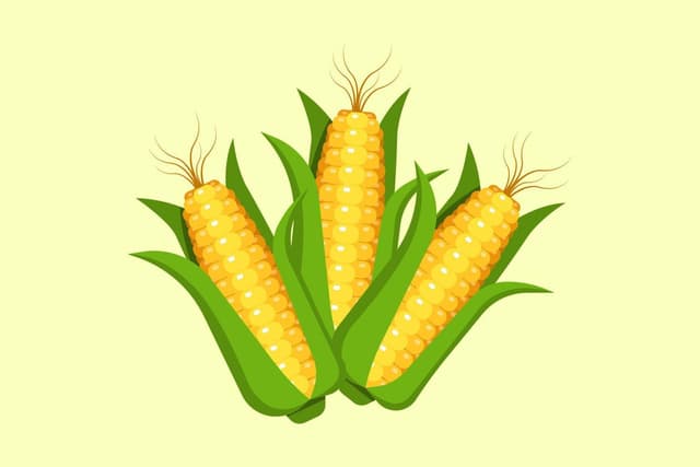 Maize 1