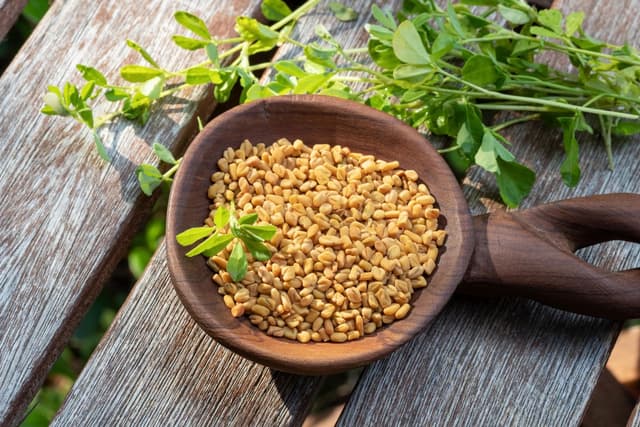 Fenugreek Seeds 3