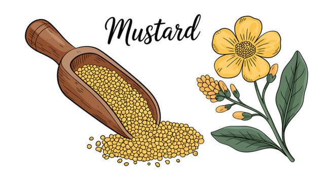 Mustard Seeds 1