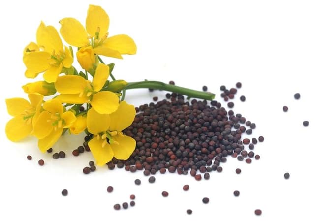 Mustard Seeds 2