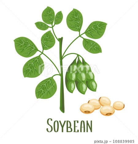 Soybeans 3