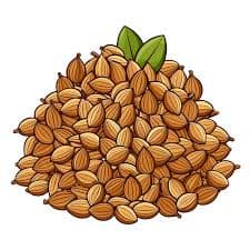 Coriander Seeds